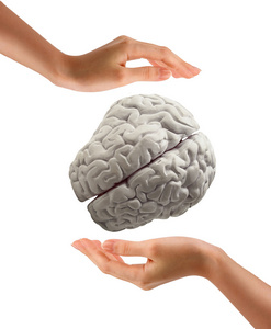 手中拿着白色背景上的人类大脑图片