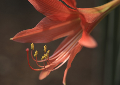 橙花的花粉