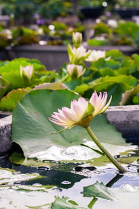 美丽的莲花或池塘里的水百合图片