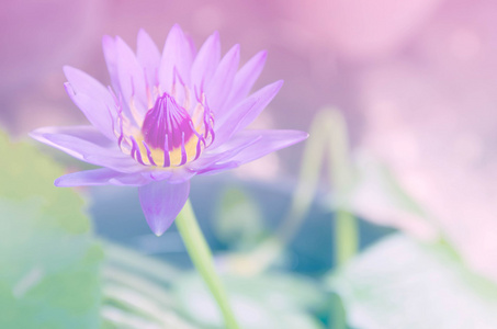 美丽的莲花或水百合与彩色滤光片