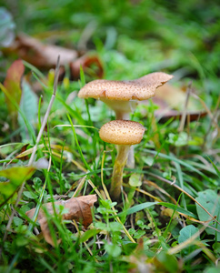 在草丛中的蜂蜜木耳蘑菇