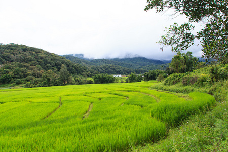 梯田