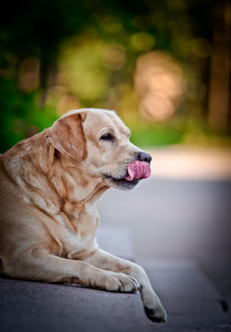 在性质上狗拉布拉多犬