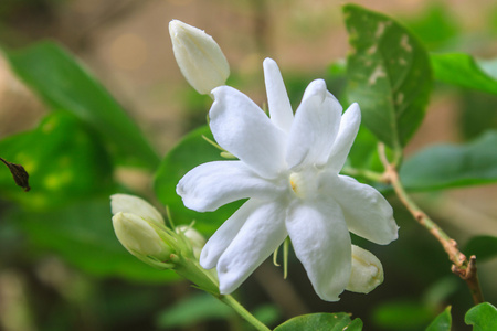 花园里的白茉莉花