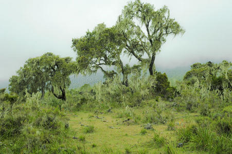 坦桑尼亚雾山雨林