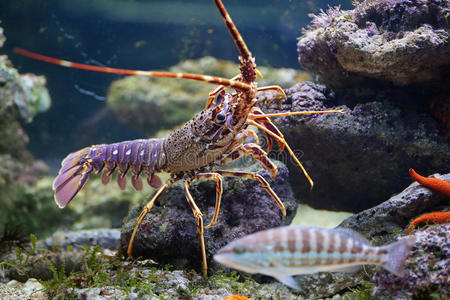 水族馆龙虾鱼