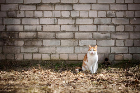 墙边的猫