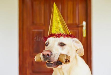 狗狗生日派对