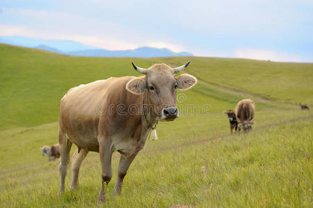 大自然中的母牛
