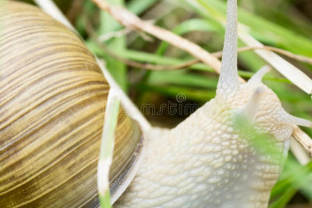 森林草丛中的大褐蜗牛