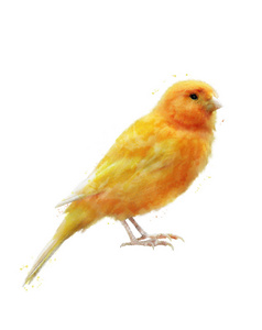 水彩形象的黄色小鸟