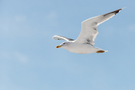 白色典雅海鸥飞行，巨大的翅膀，在蔚蓝的天空