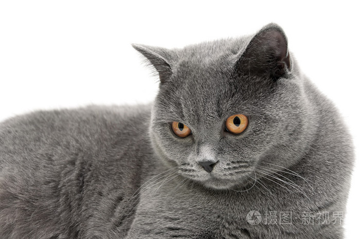 在白色背景上的灰猫的肖像