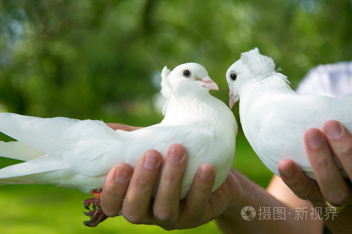 婚礼鸽子