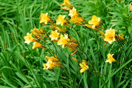 黄色的花，在绿草背景