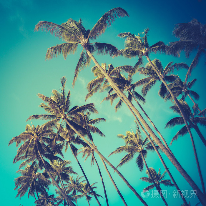 在夏威夷的复古对角棕榈树