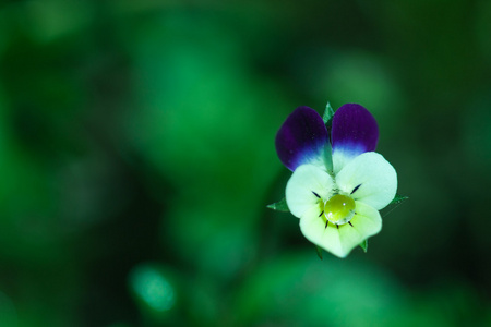 植物学园艺植物自然图像三色中提琴三色中提琴花与雨滴露特写在绿色植物之间模糊的背景。 可以用作壁纸或明信片。