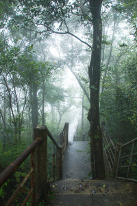 自然走在雨林和云量