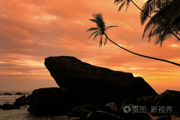 剪影棕榈树和石头在夕阳下,加勒,斯里兰卡