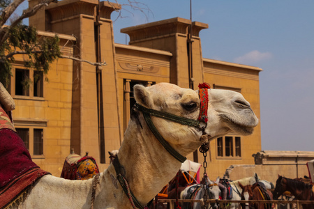 s head in profile. Egypt.