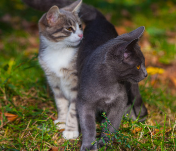 在早晨上草路边玩耍的小猫