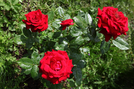 布什盛开的明亮的红玫瑰，月季花