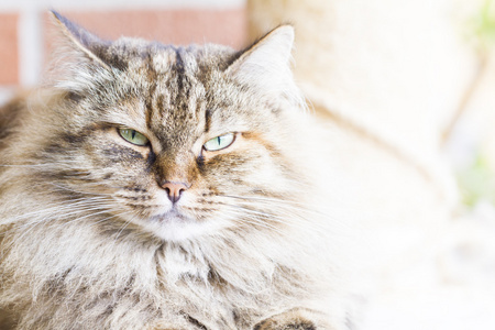 女的在 foue 年西伯利亚猫