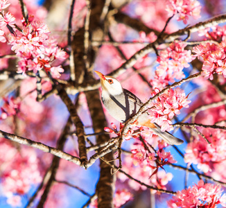 在樱花盛开的鸟图片