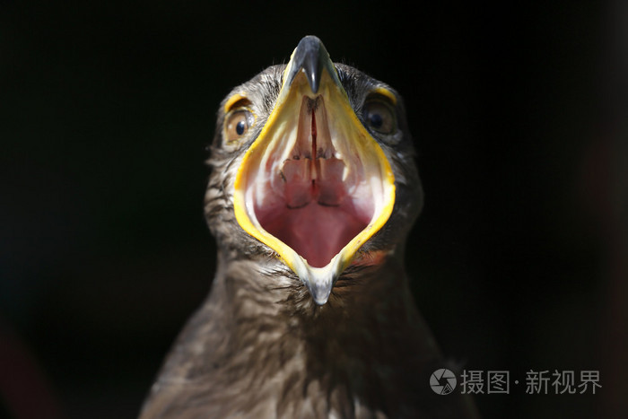 鹰与喙敞开