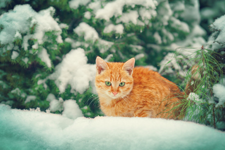 小猫在雪中