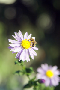 蜜蜂与花