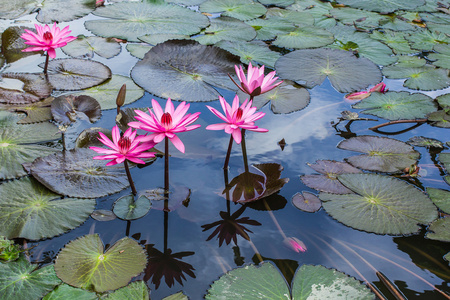 粉红色莲花盛开或池塘里的水中百合花开