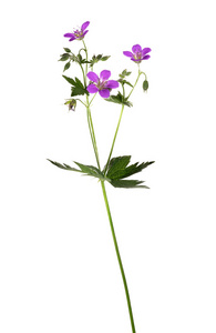 野生植物与淡紫色的花图片