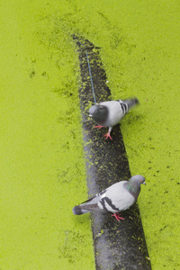 在运河与鸽子的绿色水