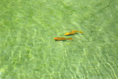 鲤鱼在游泳