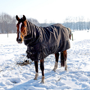 马站在雪上冬季风景