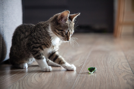 小灰色宠物小猫玩室内