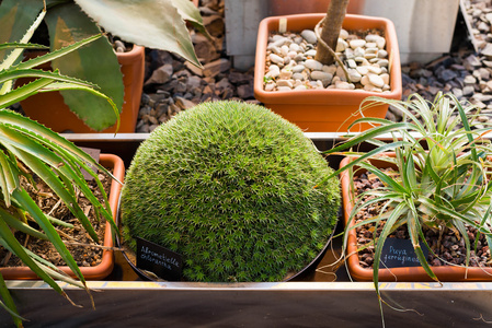 花园里的仙人掌和多汁的植物