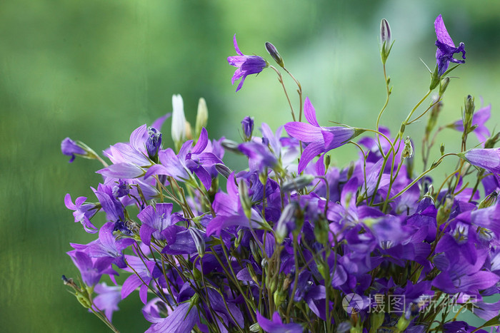 紫色铃铛花花束