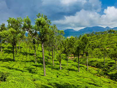 在慕那尔 喀拉拉邦 印度的绿色茶园