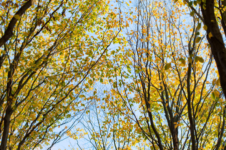 在蓝天的映衬下的树的黄色和绿色的叶子