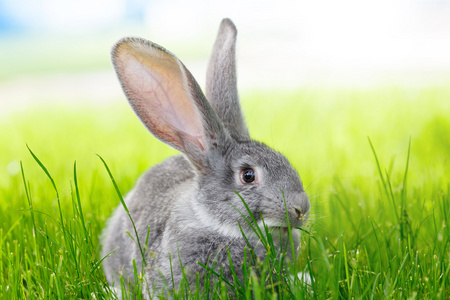 在绿草中灰兔子