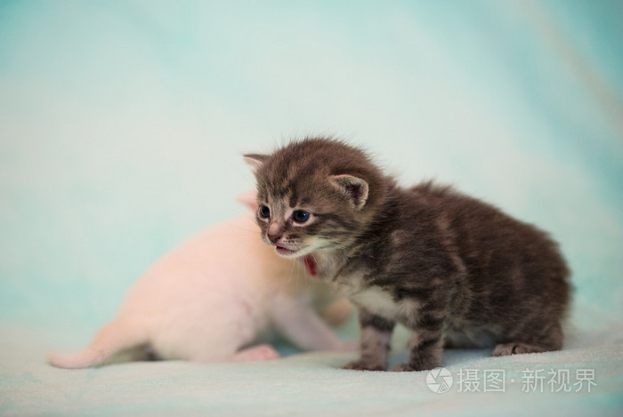 搞笑的小猫