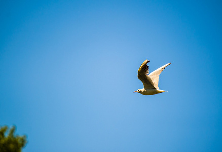 在蓝蓝的天空中飞翔的海鸥