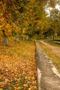 巷子里到处都散布着秋天树叶在秋天的公园