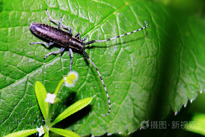 5184*3456px发票合同问题/独角兽甲虫在一片树叶甲虫bug 宏油甲虫绿色