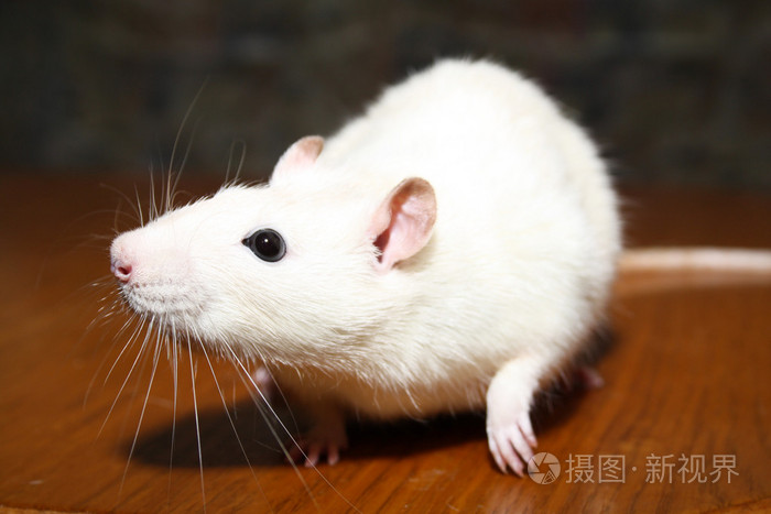 白老鼠