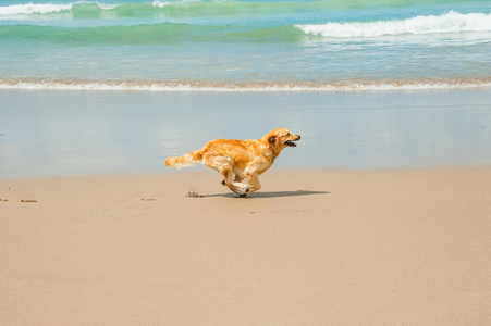 拉布拉多犬在海滩玩