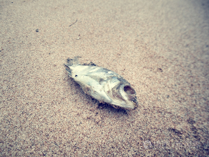 在海滩上的死鱼