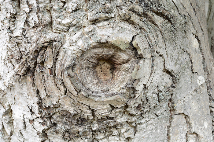 纹理-老橡树的树皮